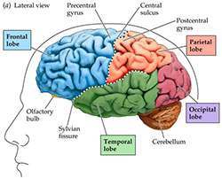 AnxiClear™: Learn More About Anxiety - Symptoms, Characteristics ...